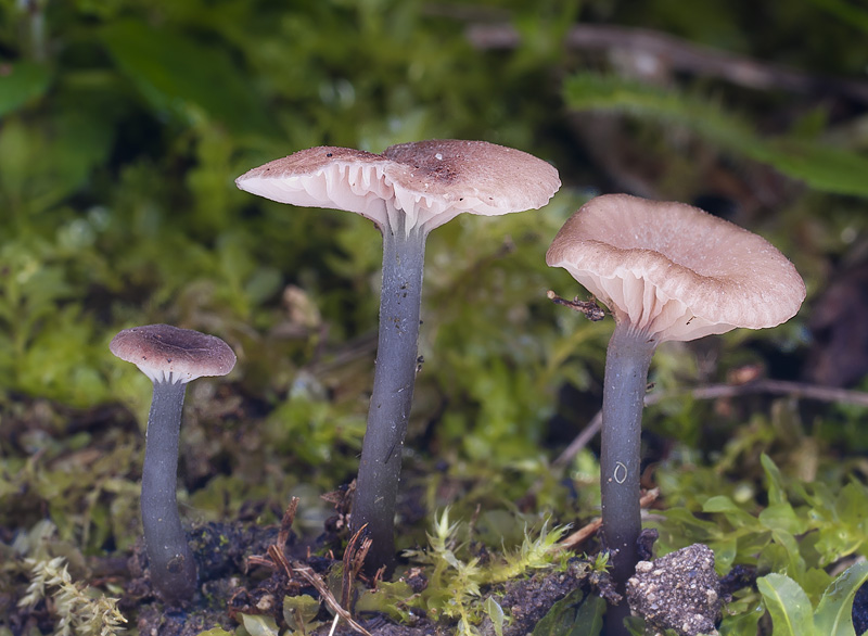 Entoloma incarnatofuscescens